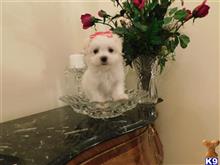 maltese puppy posted by Elegant Babies